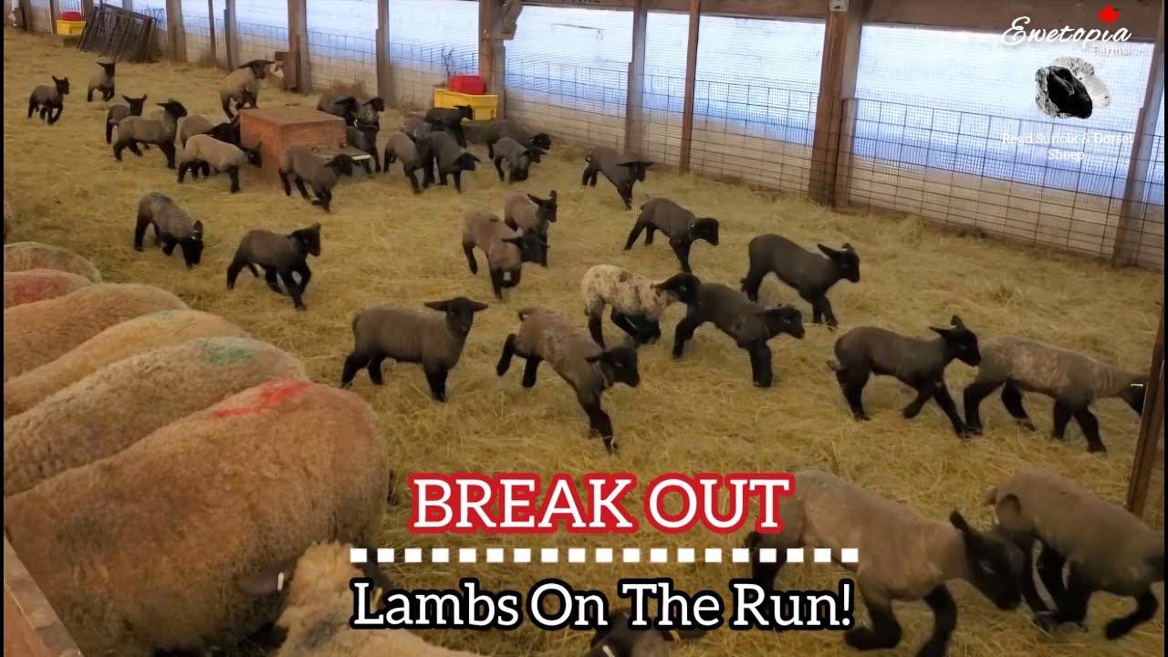 Lamb Escape Chaos! Смешанные группы в сарае Саффолка
