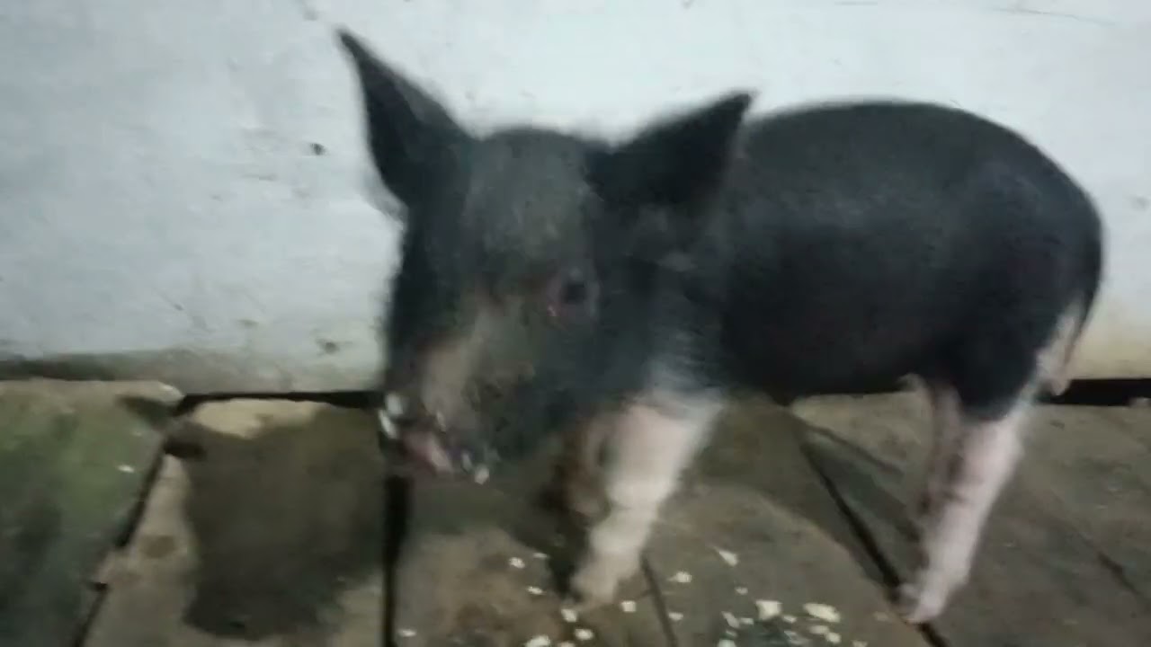 Kan vawkte khawi video tawi hi kan dahtha ve leh ange😊☺️🐷🐷