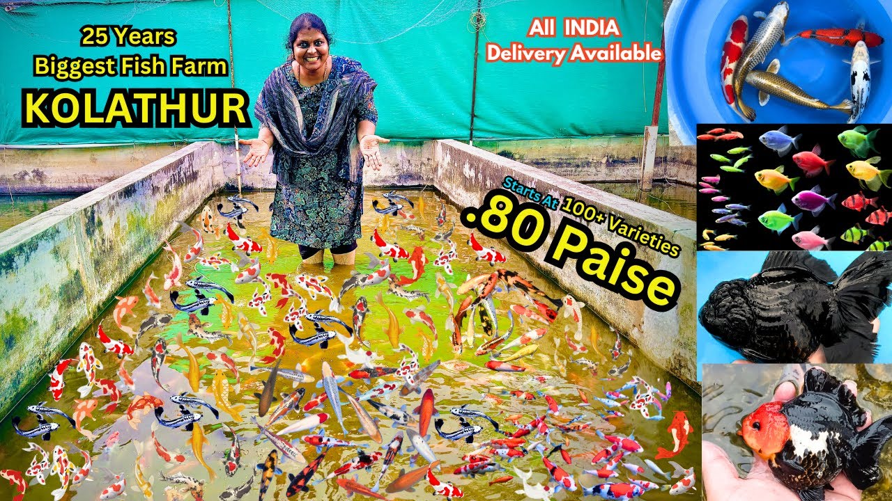 🐠₹0.80 பைசா முதல் Big Fish Aqua Farm | shop  in Kolathur | AM Aquarium | with price |100 +varieties