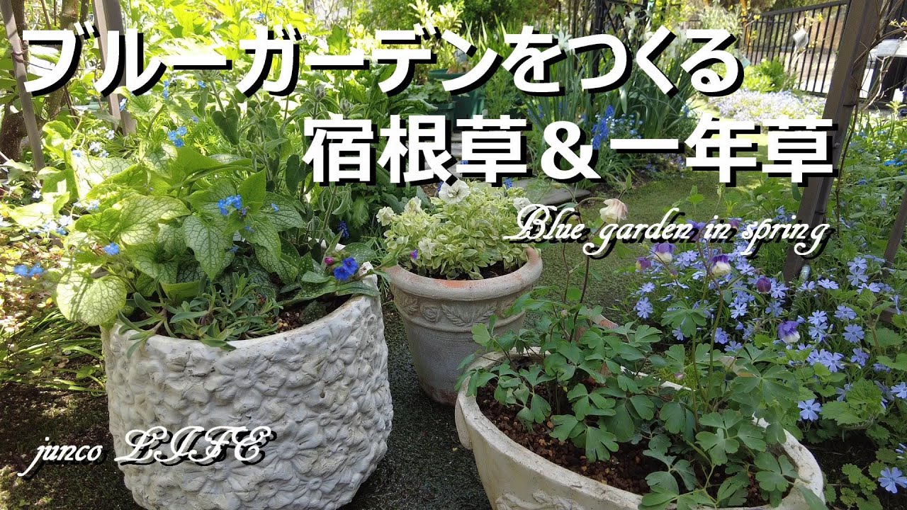 おぎはら植物園さん＆ローズガーデンカネコさんで購入した花苗＊クレマチスの誘引＊猫