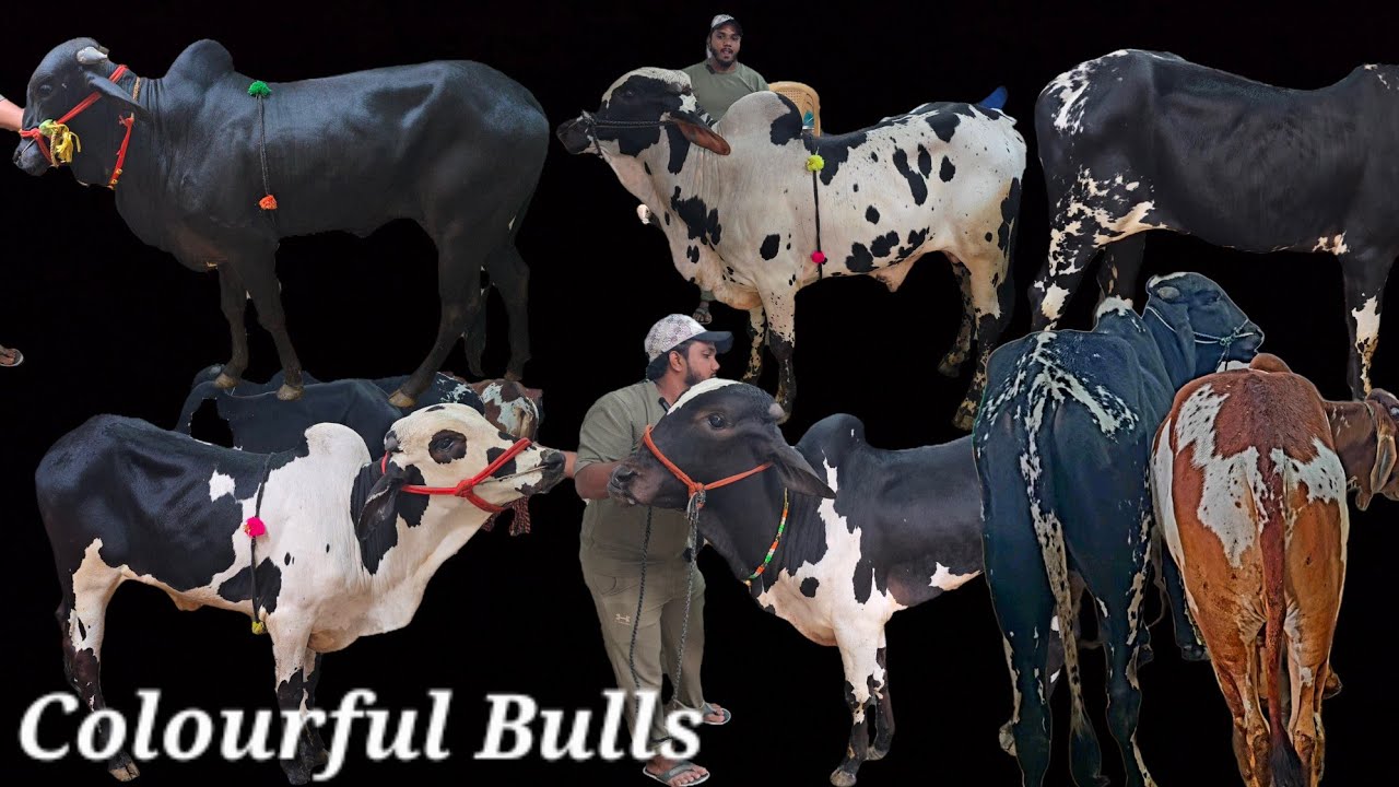 Colourful Deoni Bulls | Calf Collection Available in Talabkatta | Big Size Indian Bulls | Hyderabad