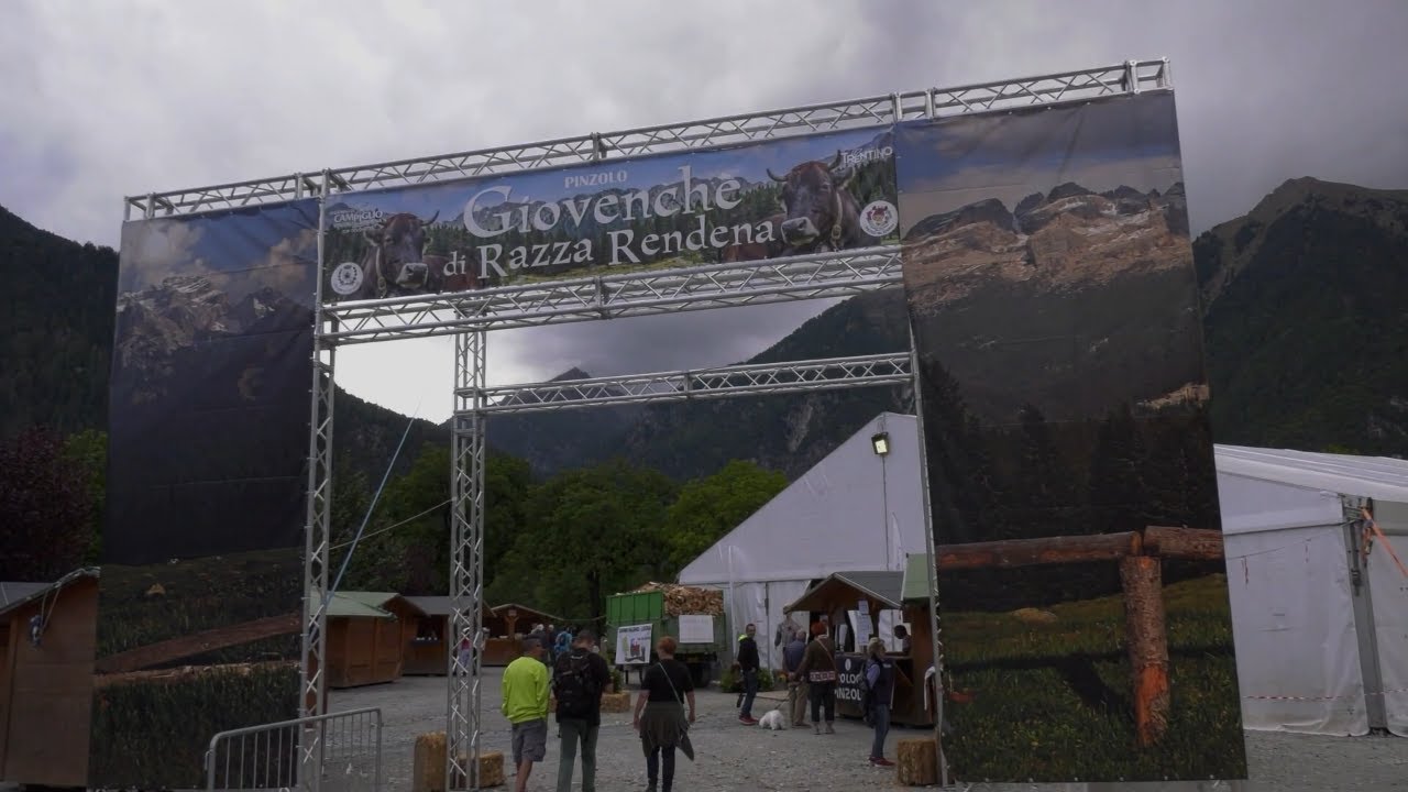 Giovenche di Razza Rendena - Pinzolo (TN) -  Long version