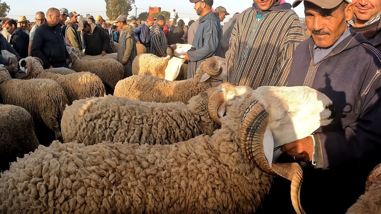 اليوم من سوق خميس سيدي حجاج أولاد مراح مزاب اقليم سطات مع ثمن حولي عيد الأضحى بتاريخ 13/06/2024