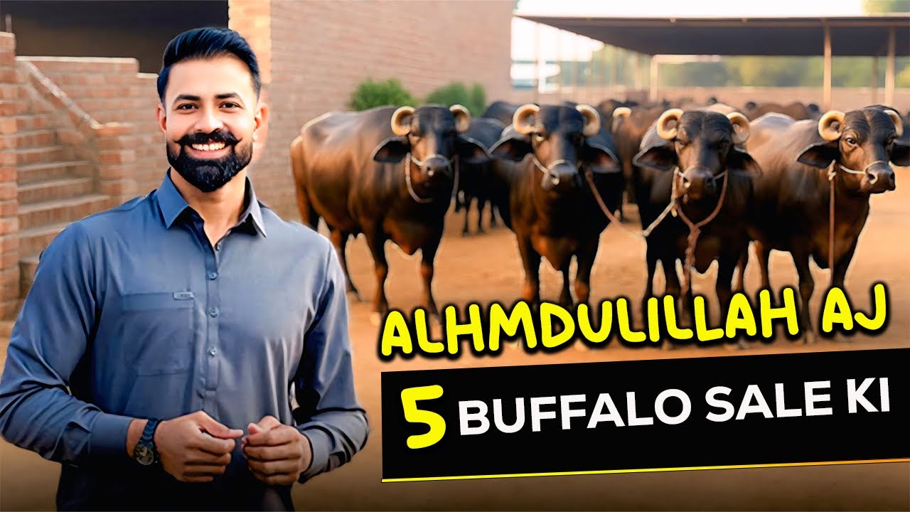Alhumdulillah ❤️ Aj 5 Buffalo's Sale Kar Di | Waqar Bhinder Today Routine