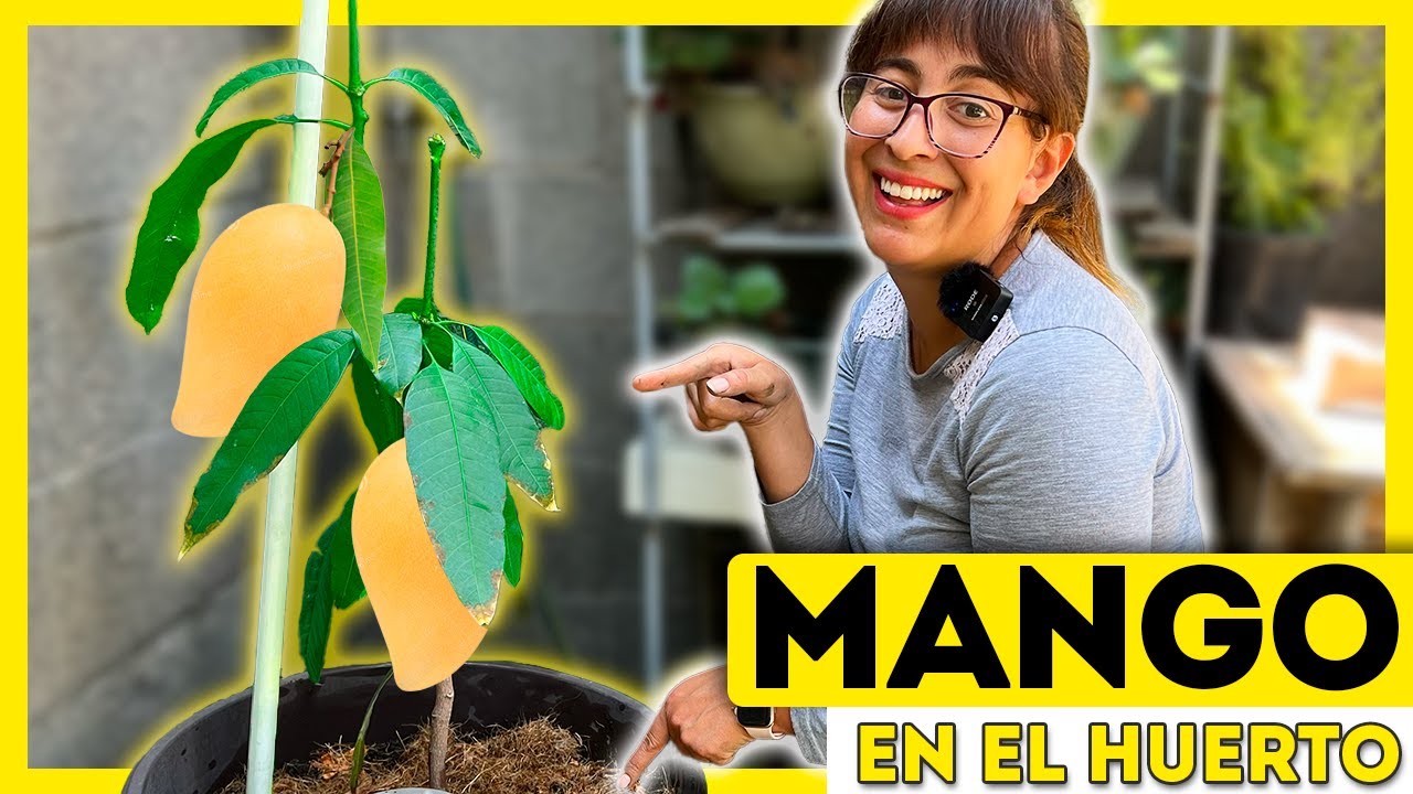 🥭 7 CUIDADOS para tener un MANGO en MACETA 🪴 NO es tan difícil como parece 💛