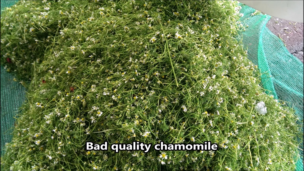 Chamomile Processing