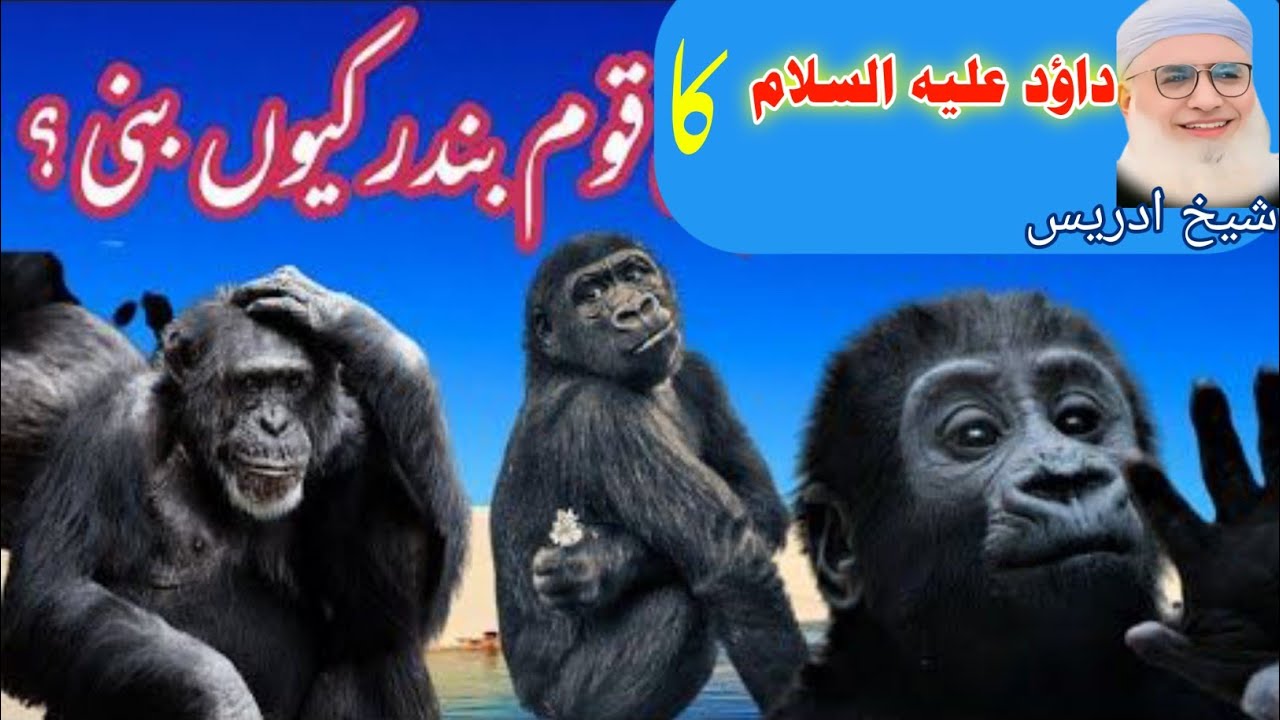 Pashto Bayan /Shikh Idris sib/حضرت داؤد علیہ السلام ڈیرہ عبرتناکہ واقعہ 