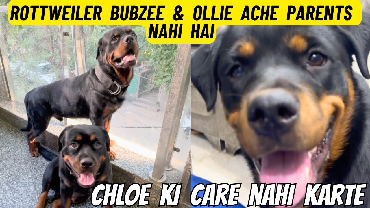 Rottweiler Bubzee & Lady Ollie Ache Parents Nahi Hai: Chloe Ki Bilkul Care Nahi Karte Ollie & Bubzee