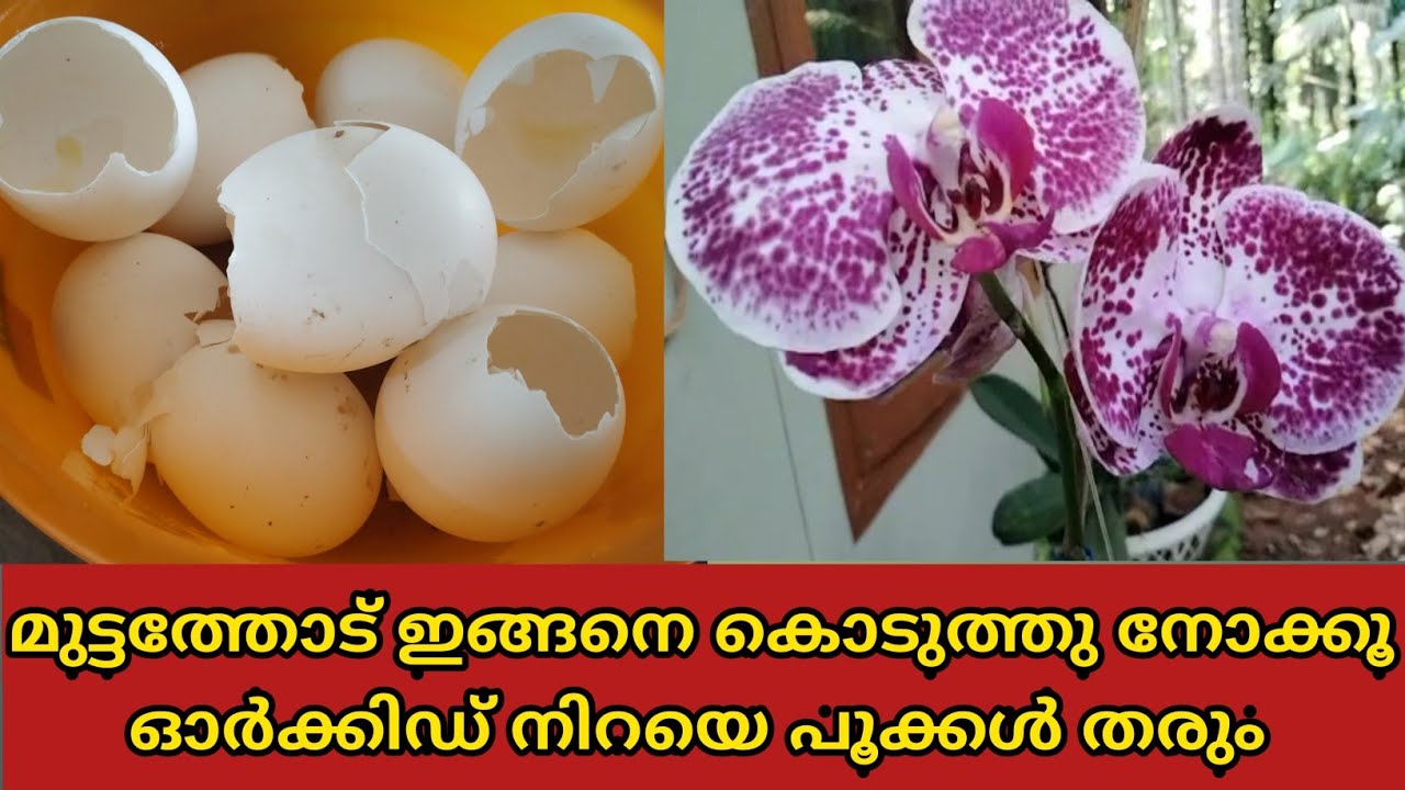 മുട്ടത്തോട് ഇങ്ങനെ കൊടുത്തു നോക്കൂ. ഓർക്കിഡ് നിറയെ പൂക്കൾ തരും.... (Part 11) | SR Vlogs by Naji💕💕