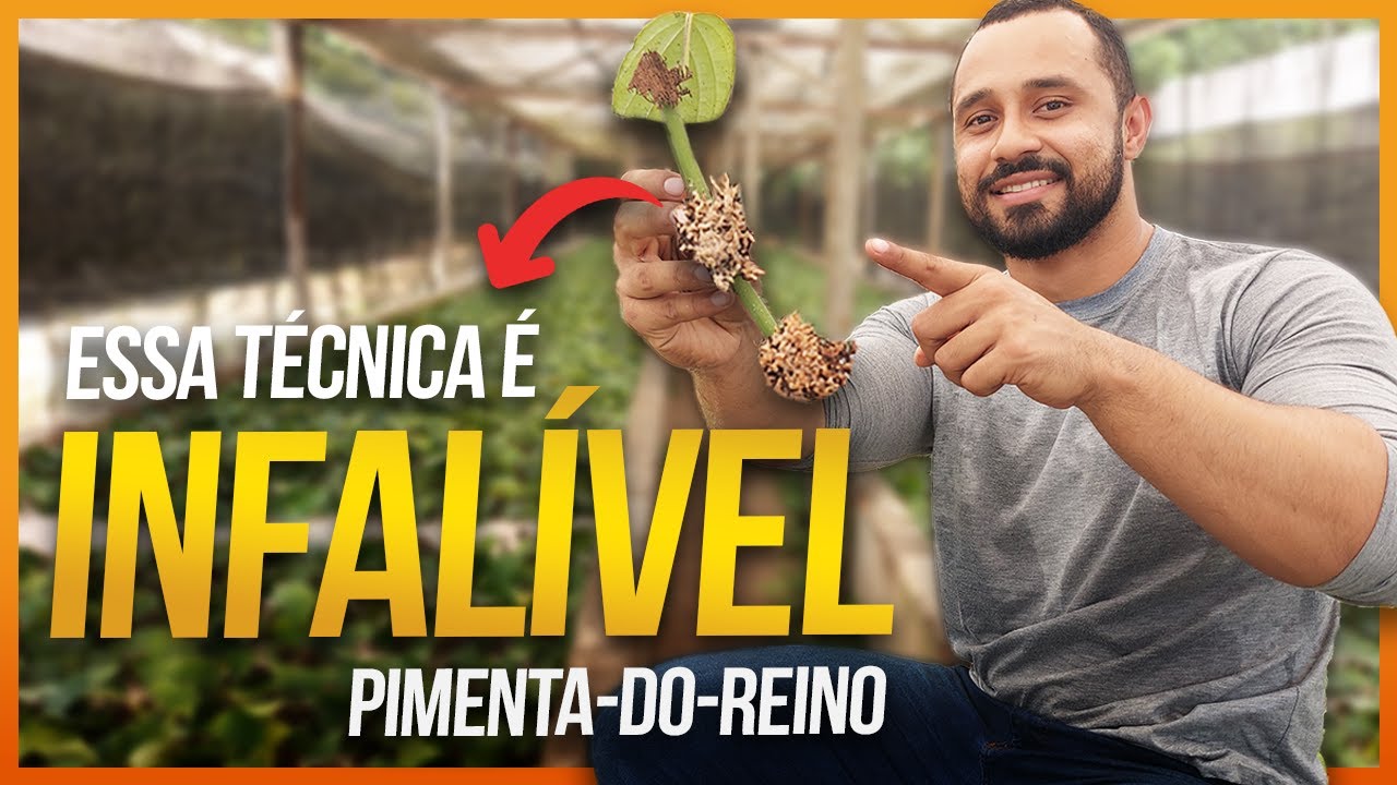 Como fazer muda de Pimenta-do-reino  | Parte 3