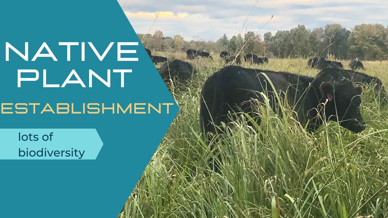Native warm season grass field