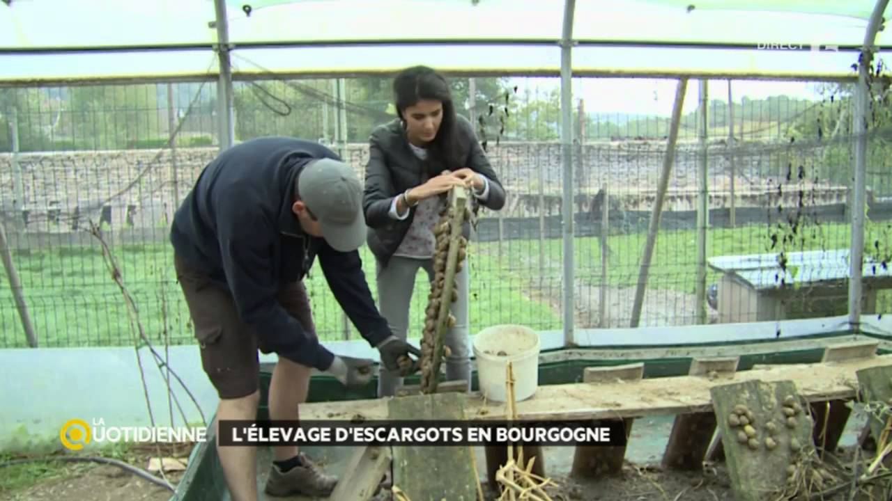 Les escargots en Bourgogne