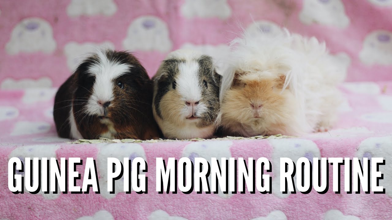 GUINEA PIG MORNING ROUTINE | jan 2020
