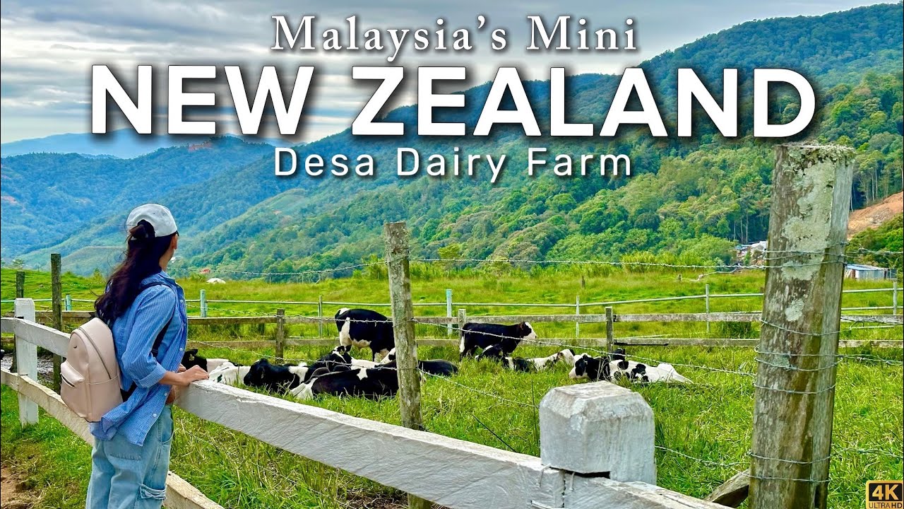 New Zealand in Malaysia? Discover Desa Dairy Farm Kundasang