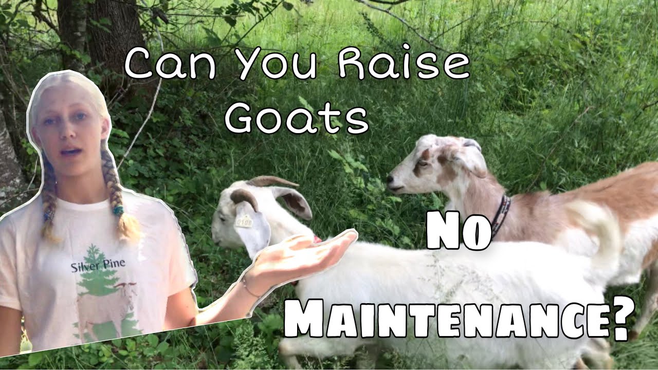 Everything you Need to Know for Raising Maintenance-Free Goats || Raising NZ Kiko Goats