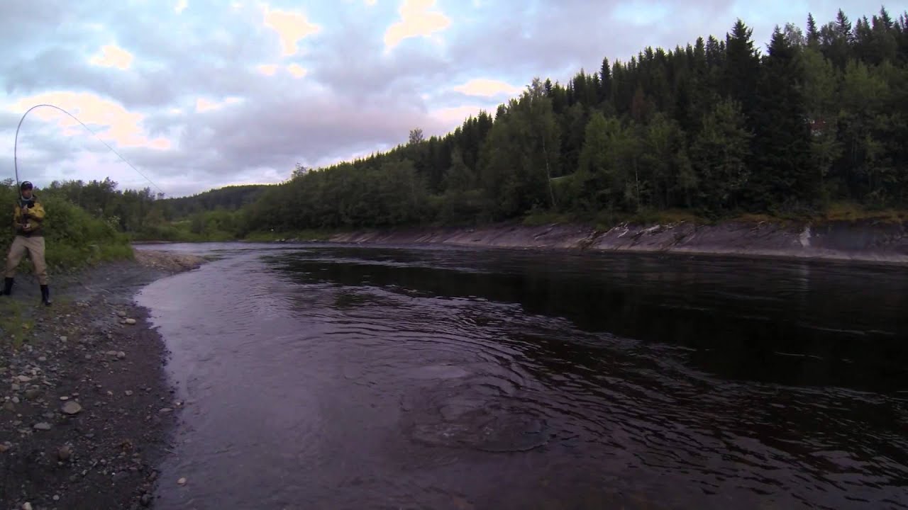 Stjørdalselva storlaks juni 2014 - Salmonfishing Norway