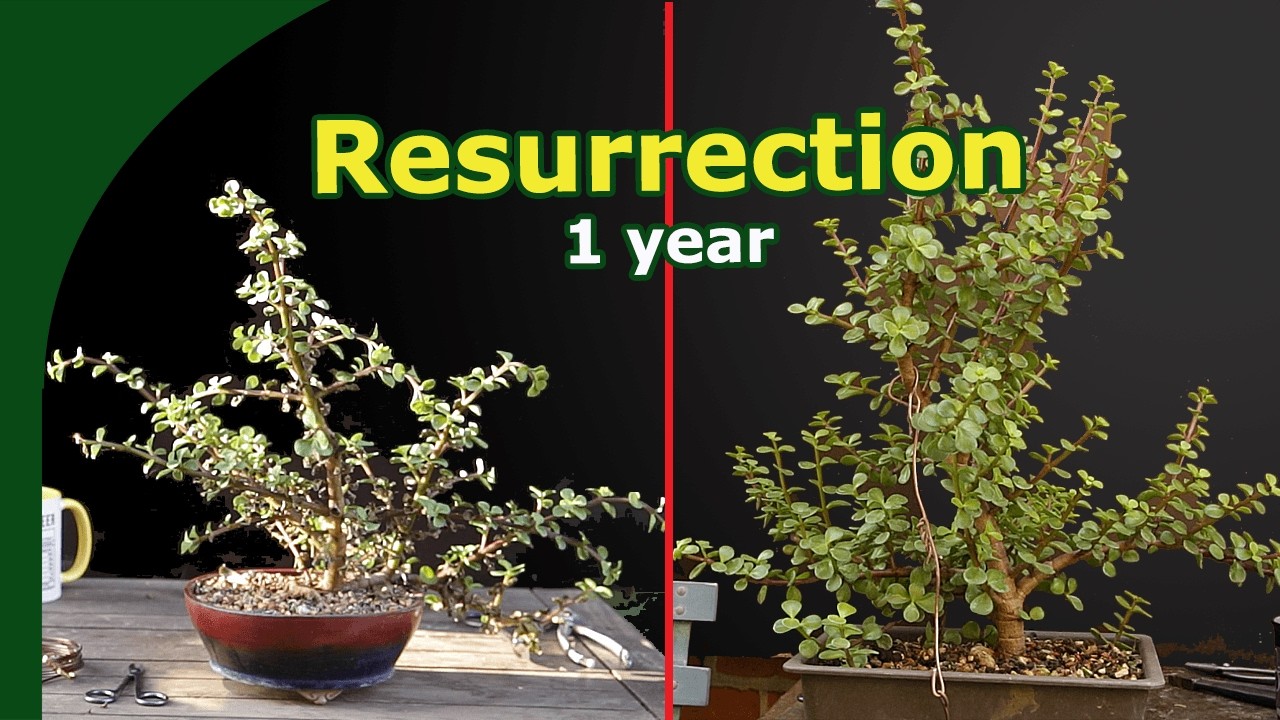 Dried Out Jade: Amazing Recovery over the year