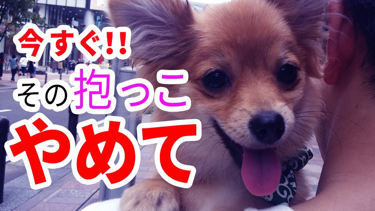 犬の正しい抱っこの仕方【4ステップ】
