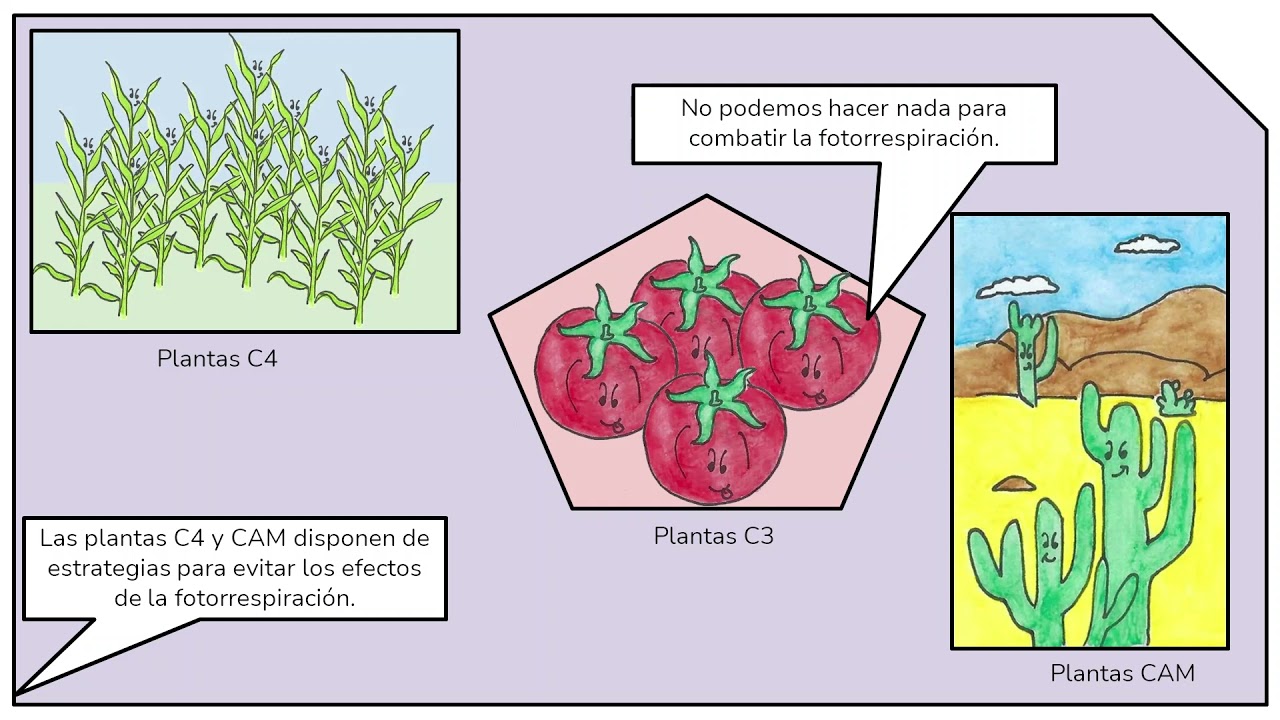 06. Fotorrespiración: Plantas C3, C4 y CAM
