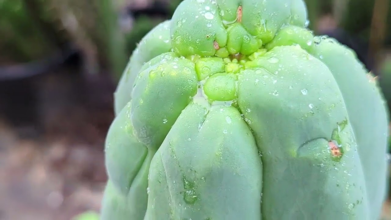 trichocereus pleasure 2