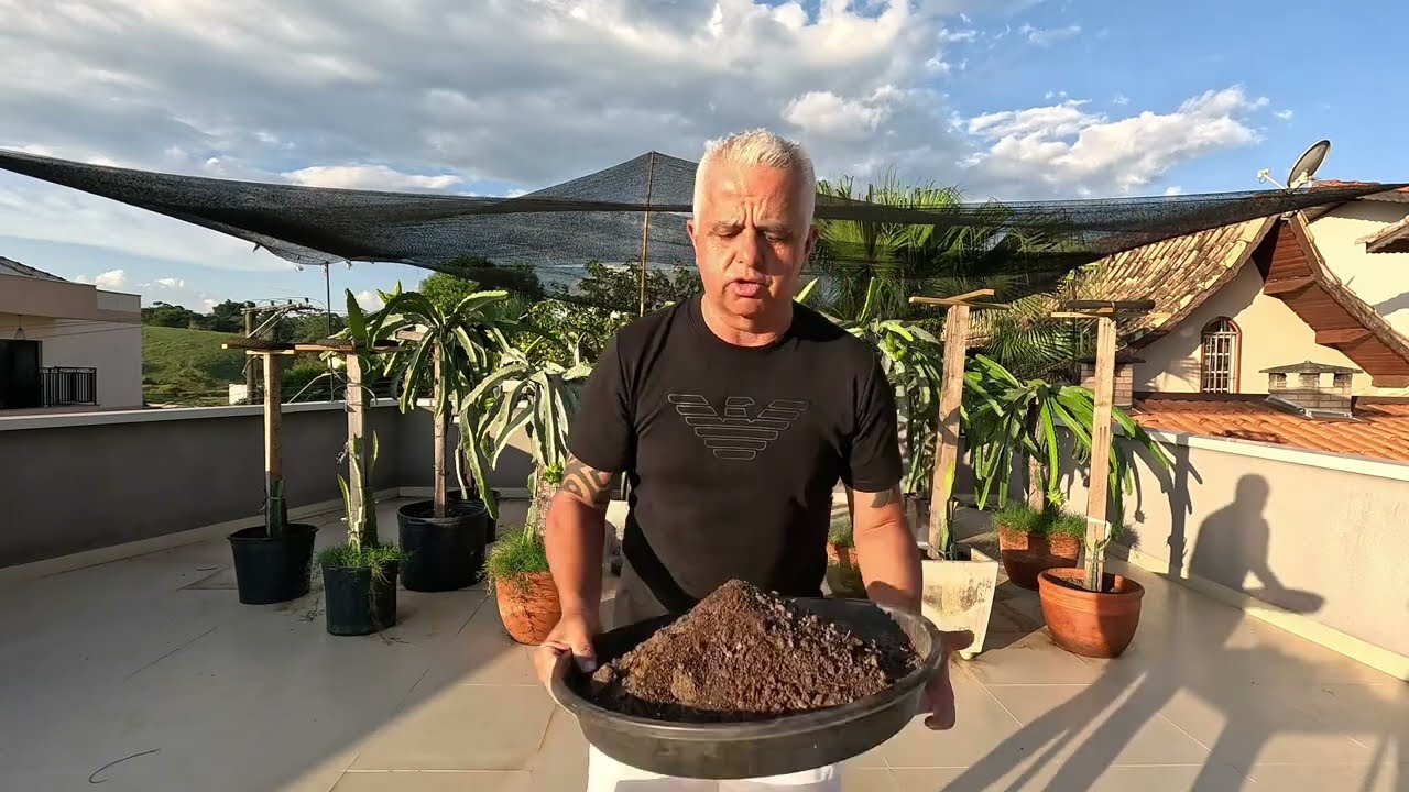 Esterco de galinha ,melhor adubo orgânico pra pitaya .