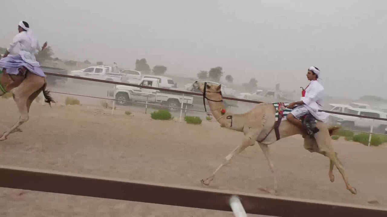 الشوط 17…(لطام)لـ خليفه بن خميس الهاشمي