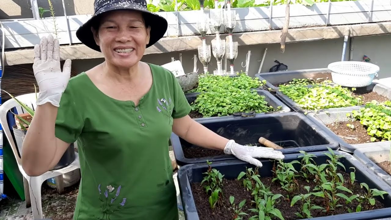 Hướng dẫn trồng Rau Răm bằng cọng , mua rau ngoài chợ về trồng , lên tốt | Khoa Hien 330