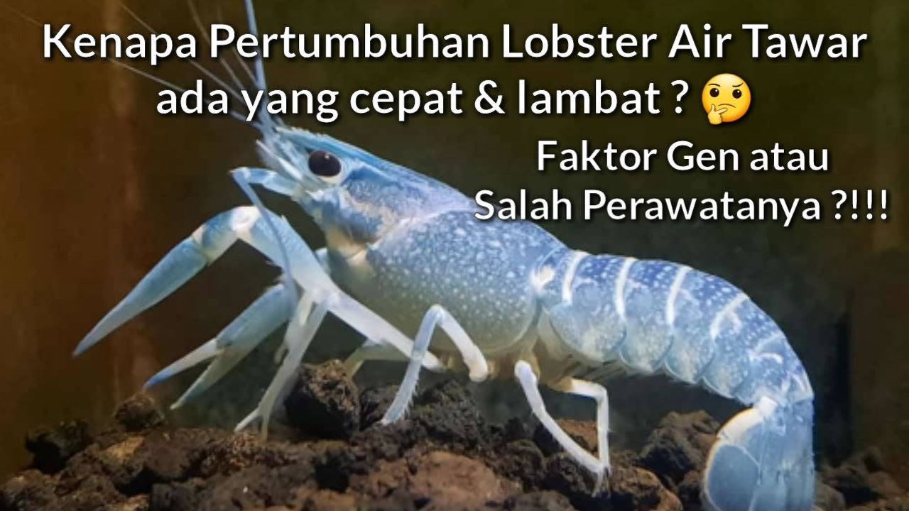 Kenapa pertumbuhan lobster air tawar ada yang cepat & ada yang lambat? 🤔