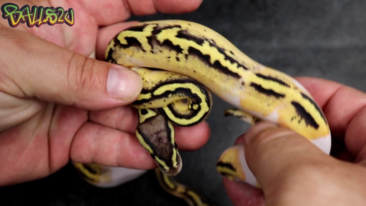 GENEX PIED SHED OUT