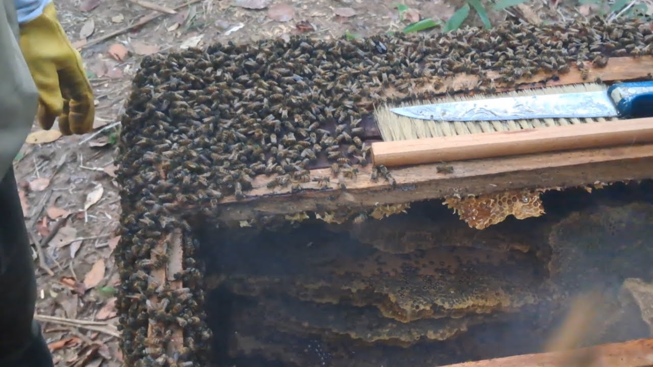 We Harvested Honey and THIS Happened! Total Disaster?