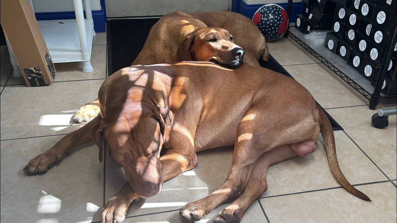 Icicles in Florida? I’m Not Ready! Cuddle up with the Pups