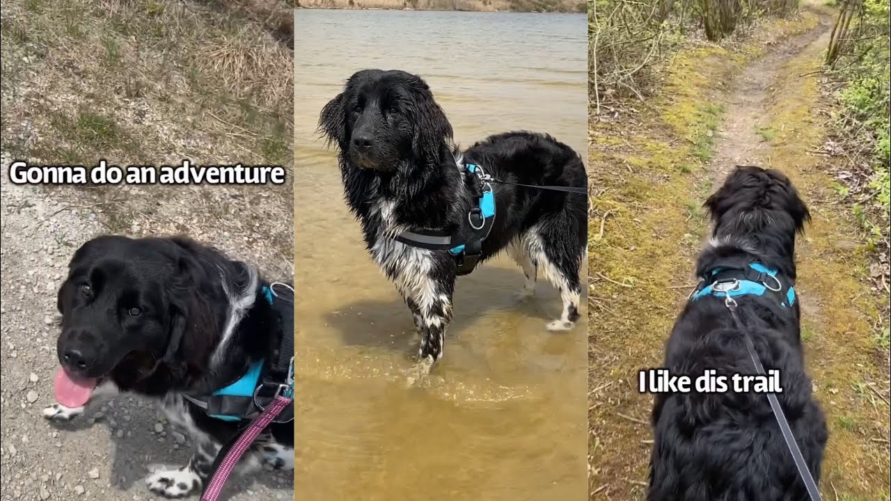 Puppy Goes On An Adventure!