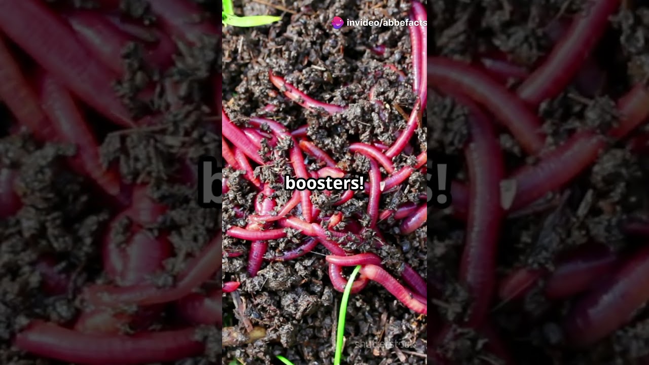 Meet the African Night Crawler&mdash;nature&rsquo;s ultimate composting machine! 🪱🌿