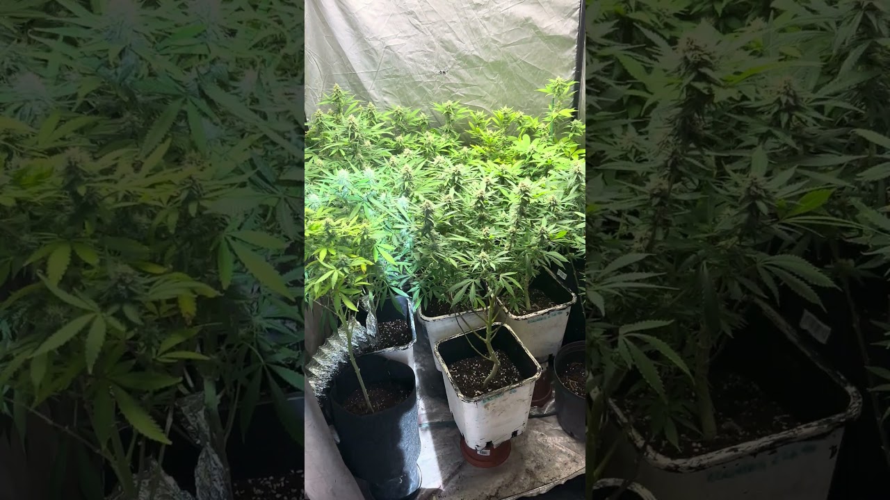 28 Di&aacute;s desde Cambio 12-12 | Plena Floraci&oacute;n Empieza El Engorde #shorts