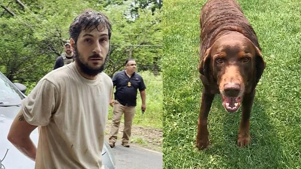 How a Dog Led to the Capture of Man Who Escaped Jail