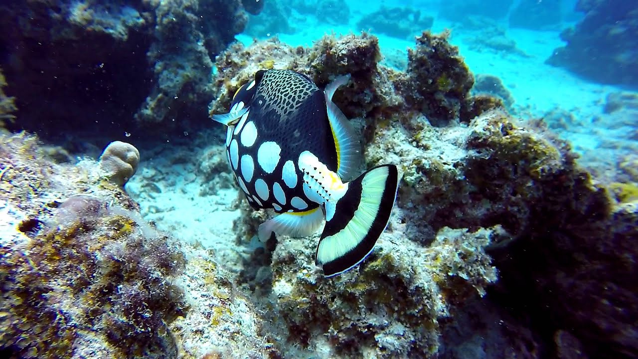 Kerama Islands Okinawa Diving