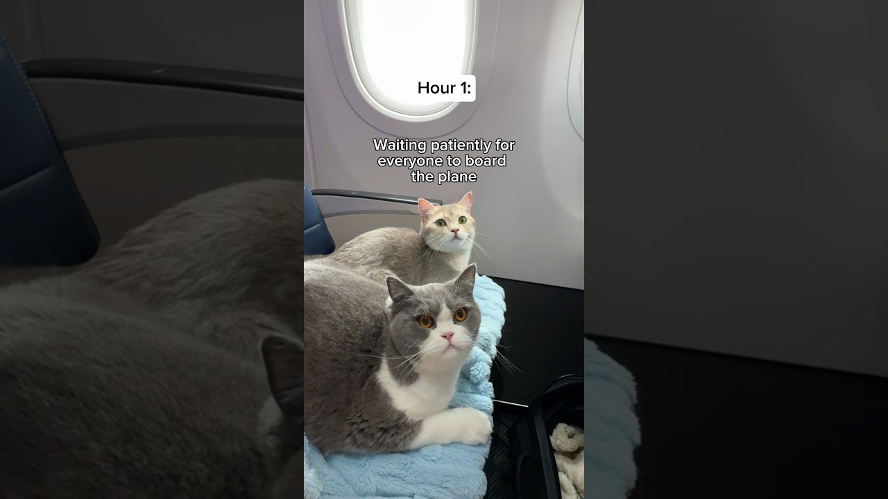 They were such good boys on their flight from Chicago to San Francisco ✈️ 