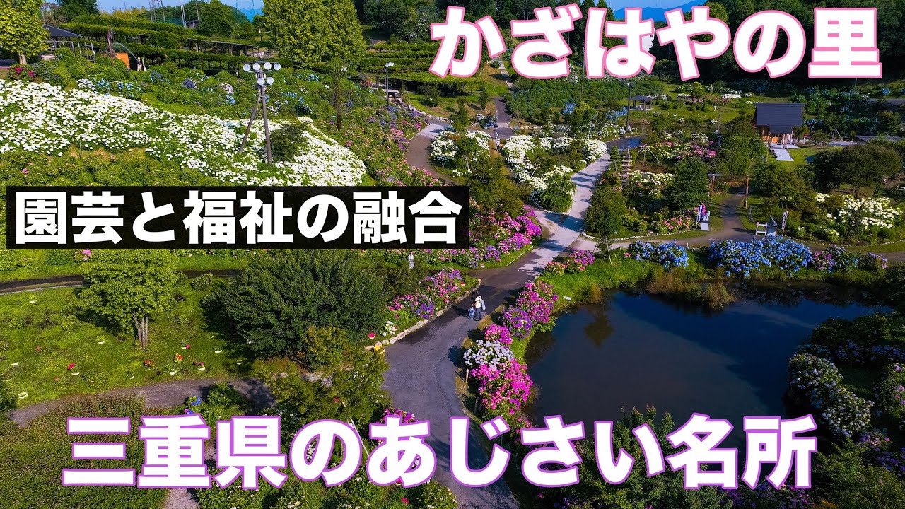 三重県「かざはやの里のあじさい」園芸と福祉の融合 ドローン男子空撮
