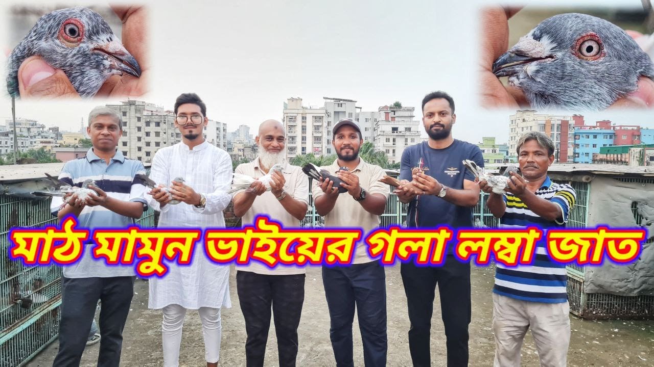 লালবাগের মাঠ মামুন ভাইয়ের গলা লম্বা কবুতরের জাত ও রেজাল্ট সম্পর্কে আলোচনা😊| Miraj Pigeon & Pets