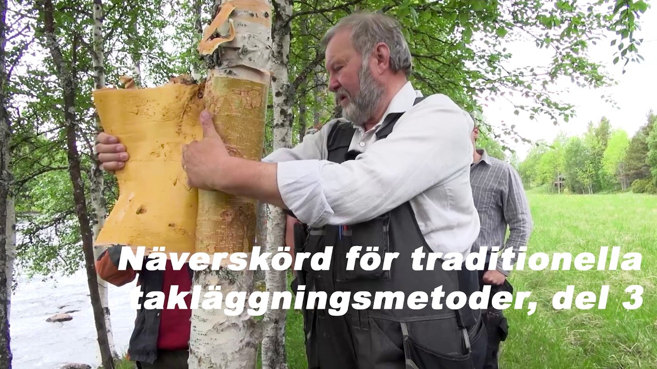 Näverskörd för traditionella takläggningsmetoder, del 3