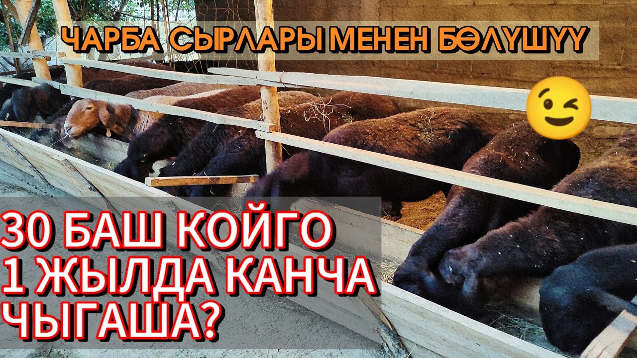 ЧАРБАКЕРДЕН КЕНЕШ! Ар бир чарбакер көрсүн! 🤩☝️ Кой темасы