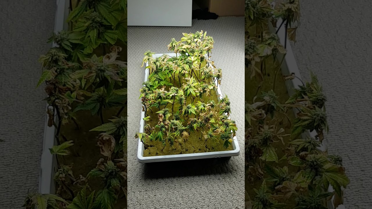 Monster Cropping Test