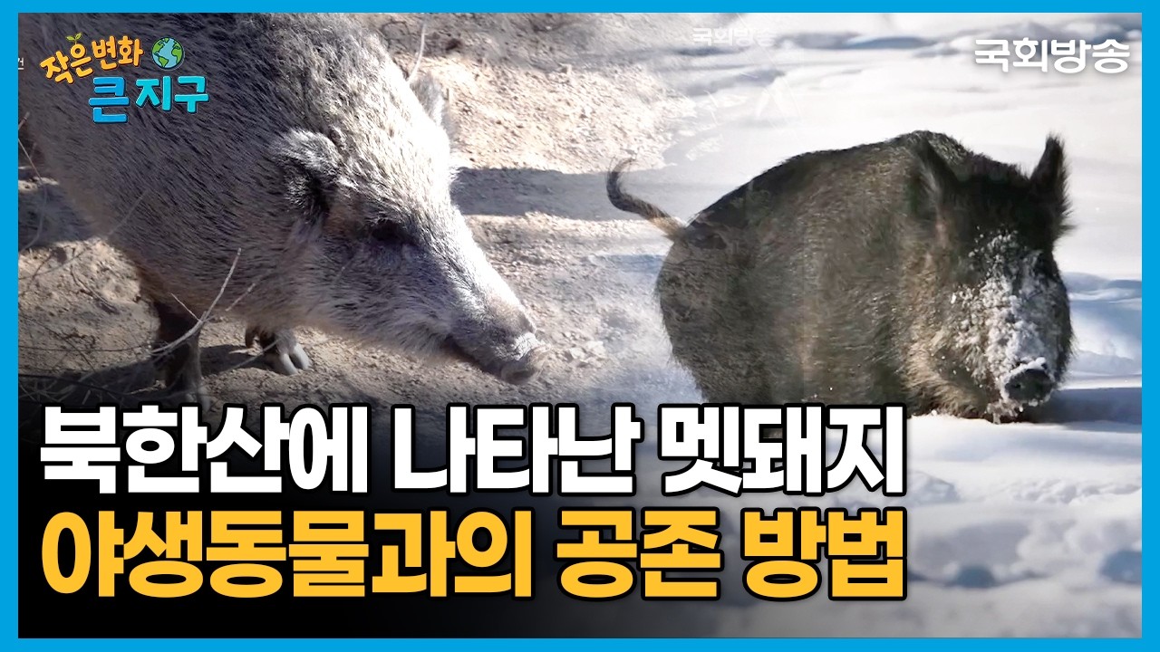 북한산에 나타난 멧돼지 야생동물과의 공존 방법 🐗 | 작은 변화 큰 지구 | 국회방송
