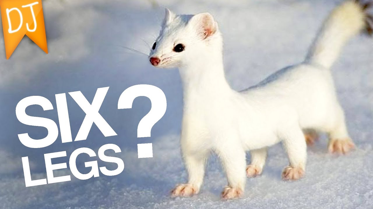 Six Legged Stoat! - Funny Photoshops #33