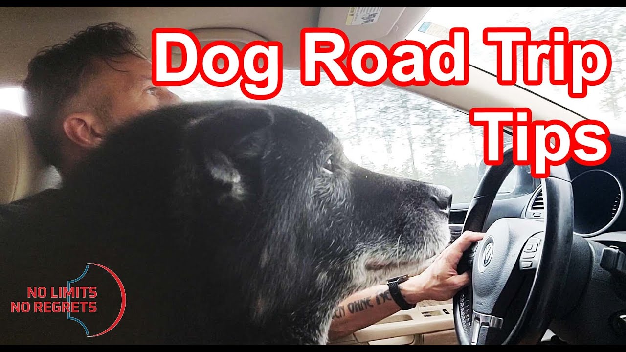 ROAD TRIP With DOG Essentials & Tips for Dogs in CARS For Long Road Trips