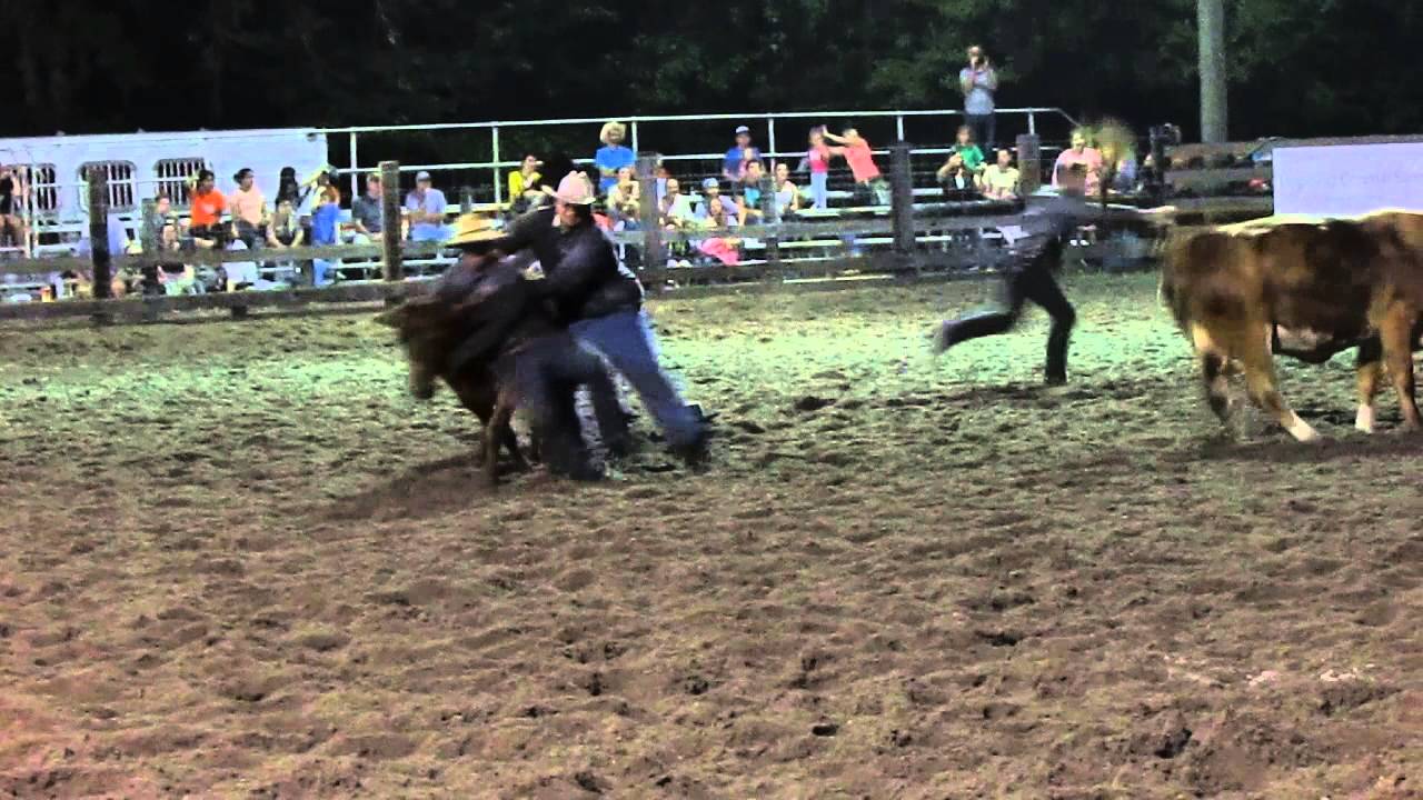 Wild Cow Milking