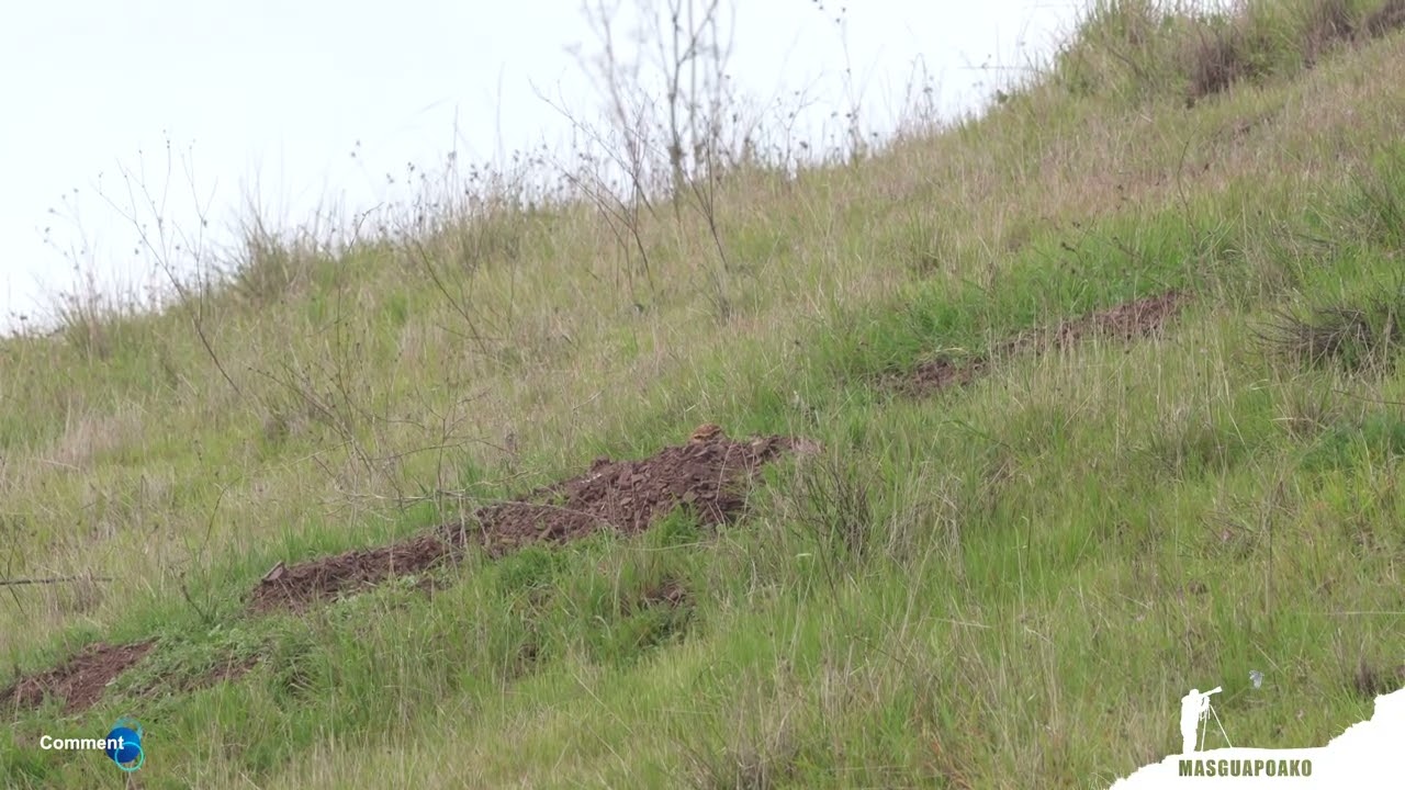 Burrowing Owl On The Side Of The Hill
