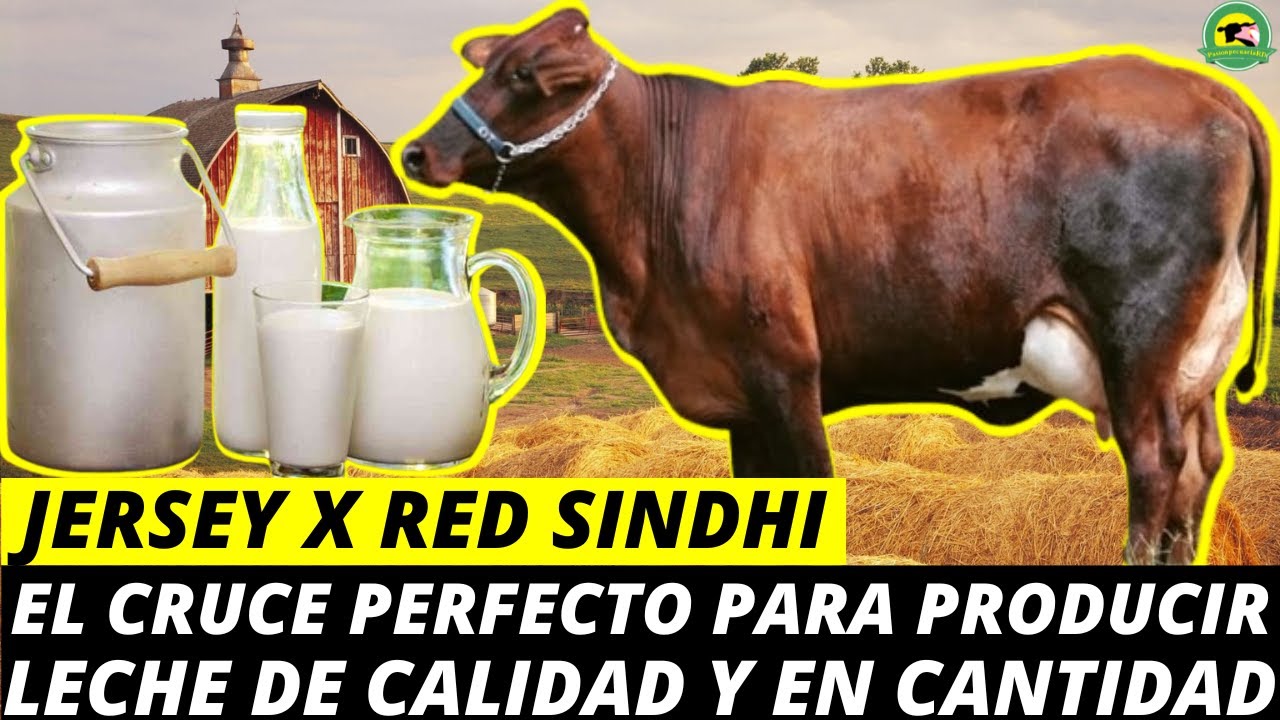 JERSEY❌RED SINDHI (El Cruce Perfecto Para Producir Leche De Calidad Y En Cantidad)