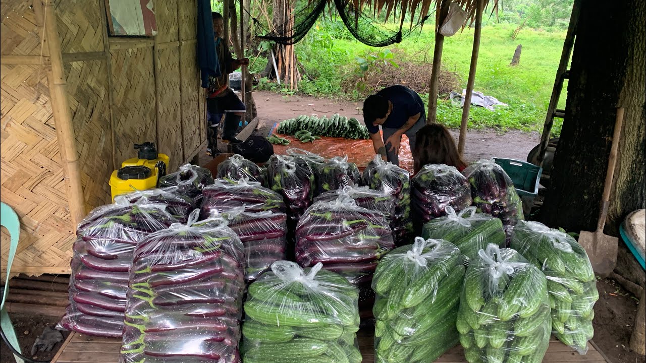 4th harvest ng ampalaya at talong