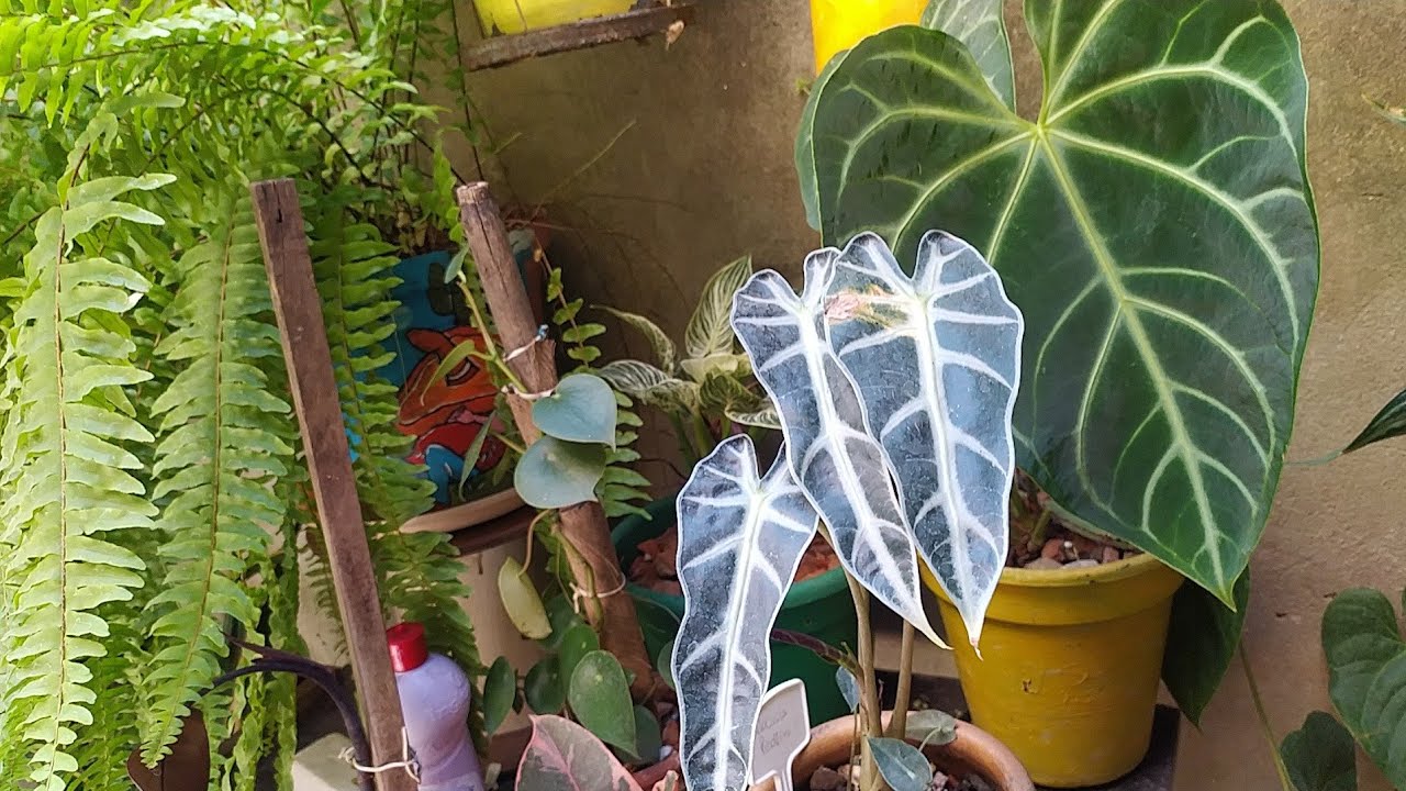 Quando e porquê tutorar as plantas,,quais tipos de tutor